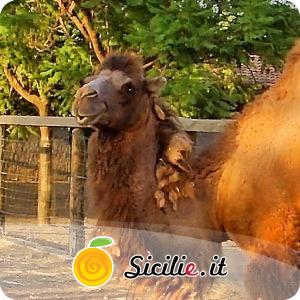 Belpasso - Parco Zoo di Sicilia